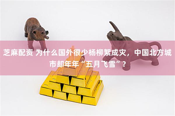 芝麻配资 为什么国外很少杨柳絮成灾，中国北方城市却年年“五月飞雪”？